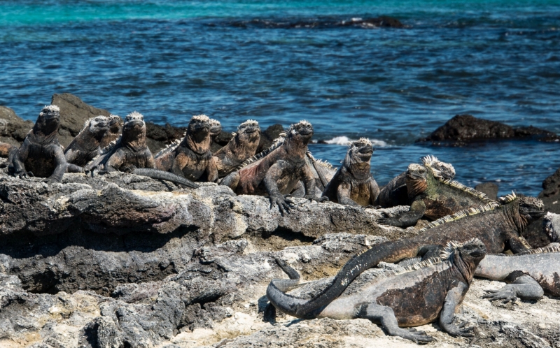 The Galapagos Islands...Darwin's Rare Wonder